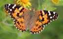 paintedlady